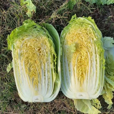 夏邑县大白菜，夏邑县黄心大白菜秋晓黄心大白菜