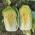 夏邑县大白菜，夏邑县黄心大白菜秋晓黄心大白菜