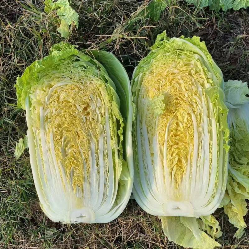 夏邑县大白菜，夏邑县黄心大白菜秋晓黄心大白菜