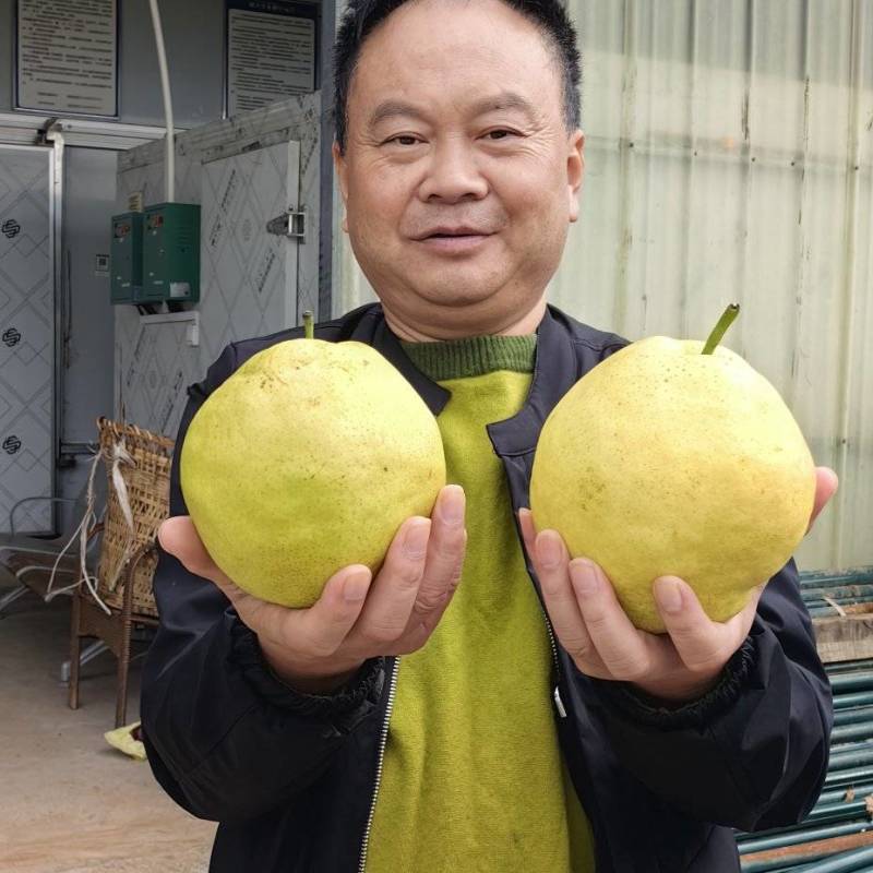 玉露香梨苗