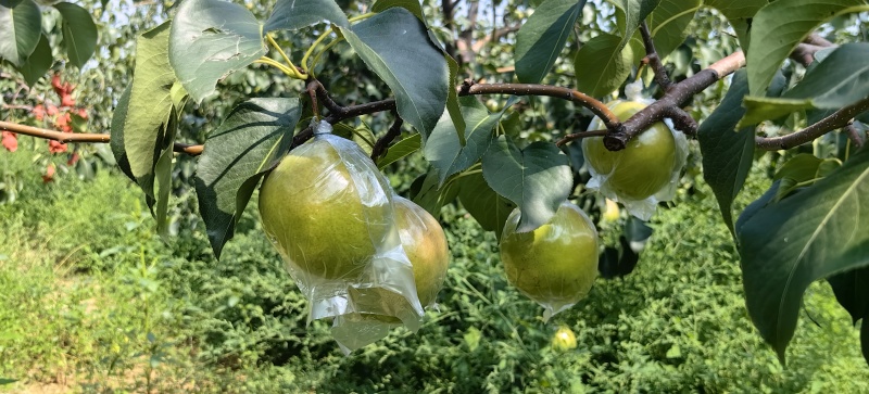 玉露香梨苗