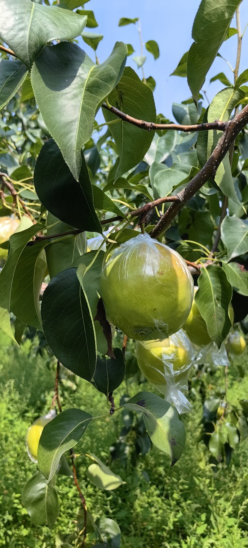 玉露香梨苗