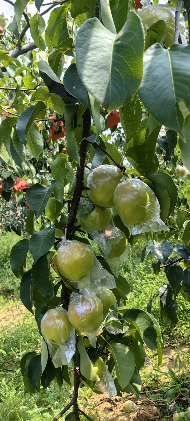 玉露香梨苗