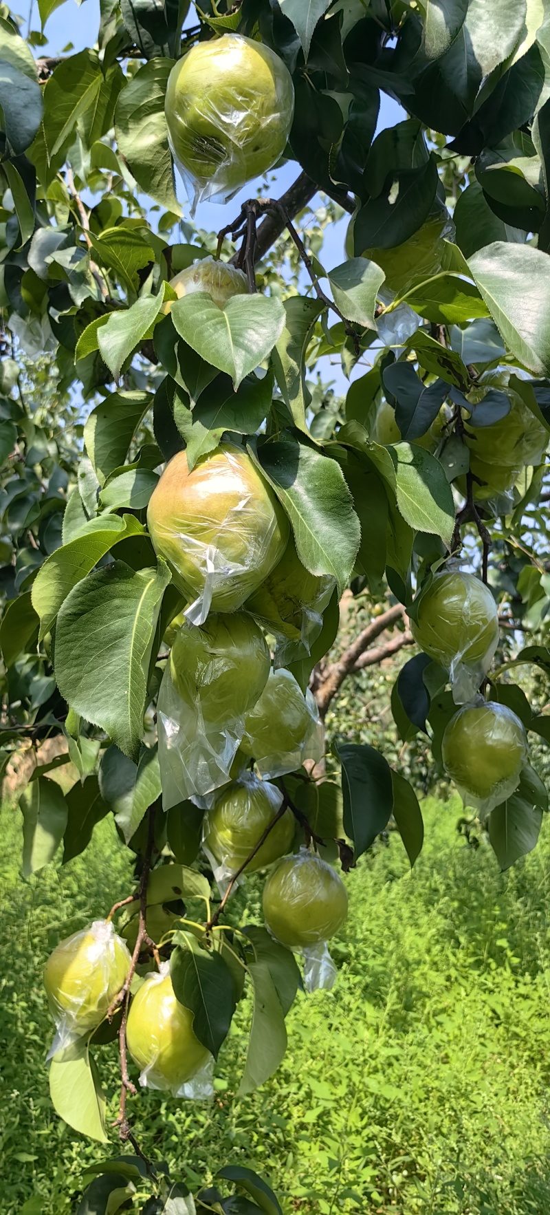 玉露香梨苗