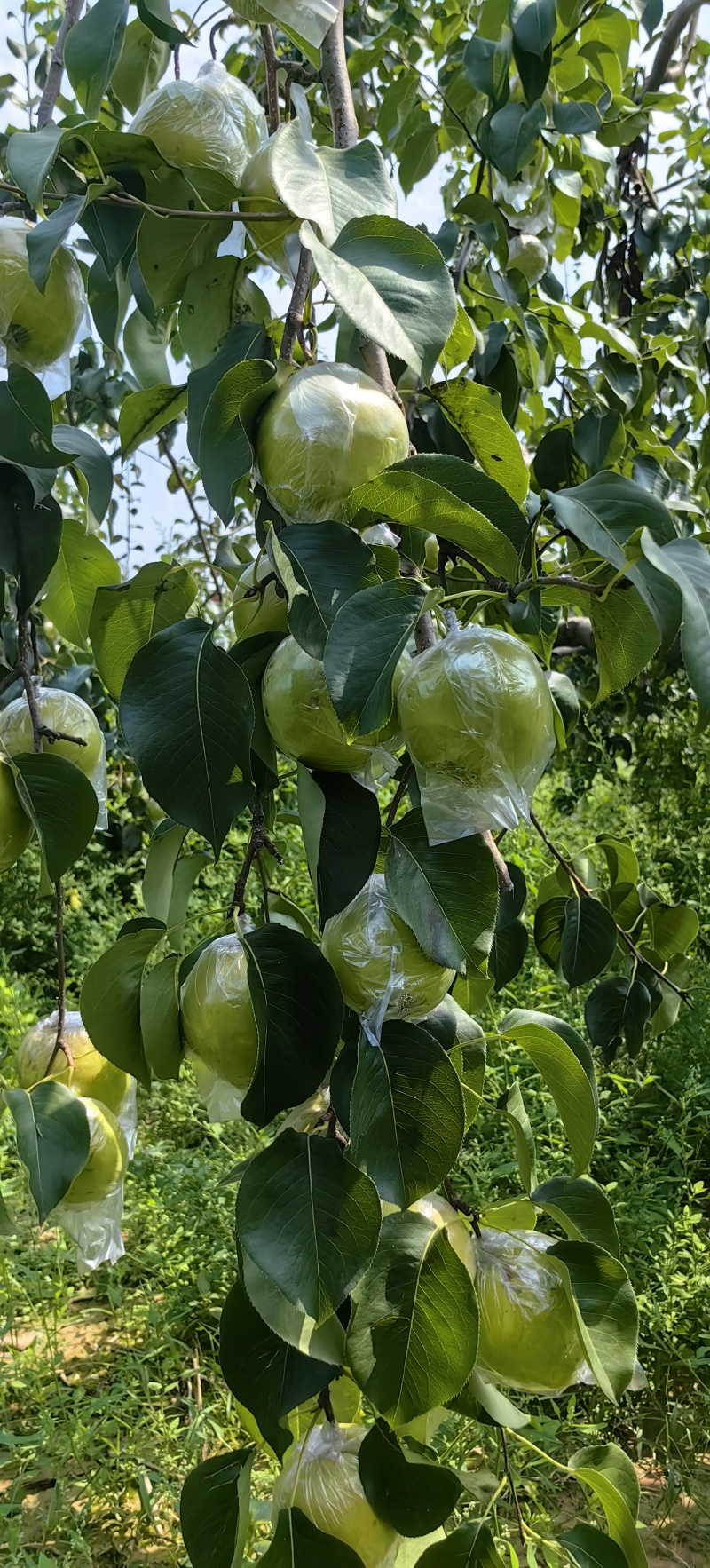 玉露香梨苗