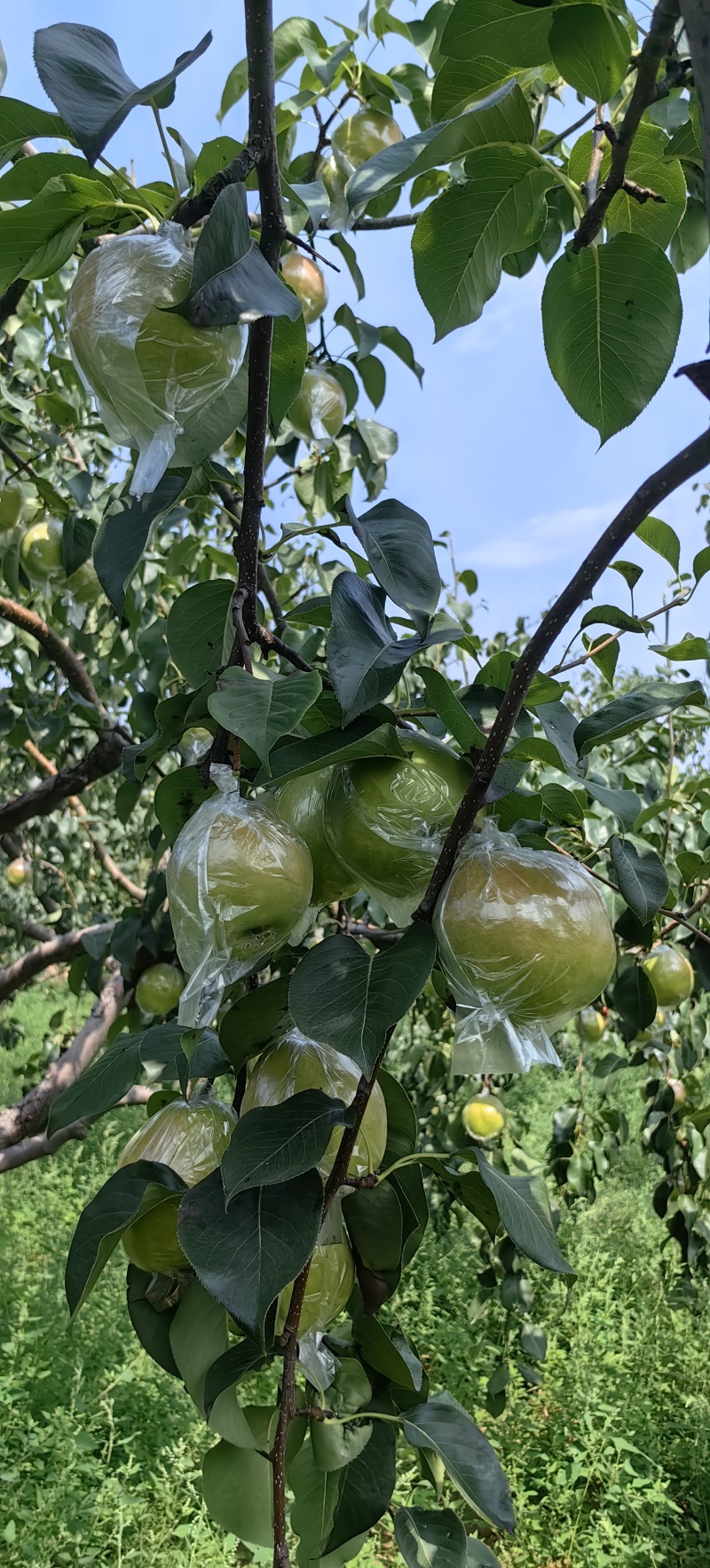 玉露香梨苗