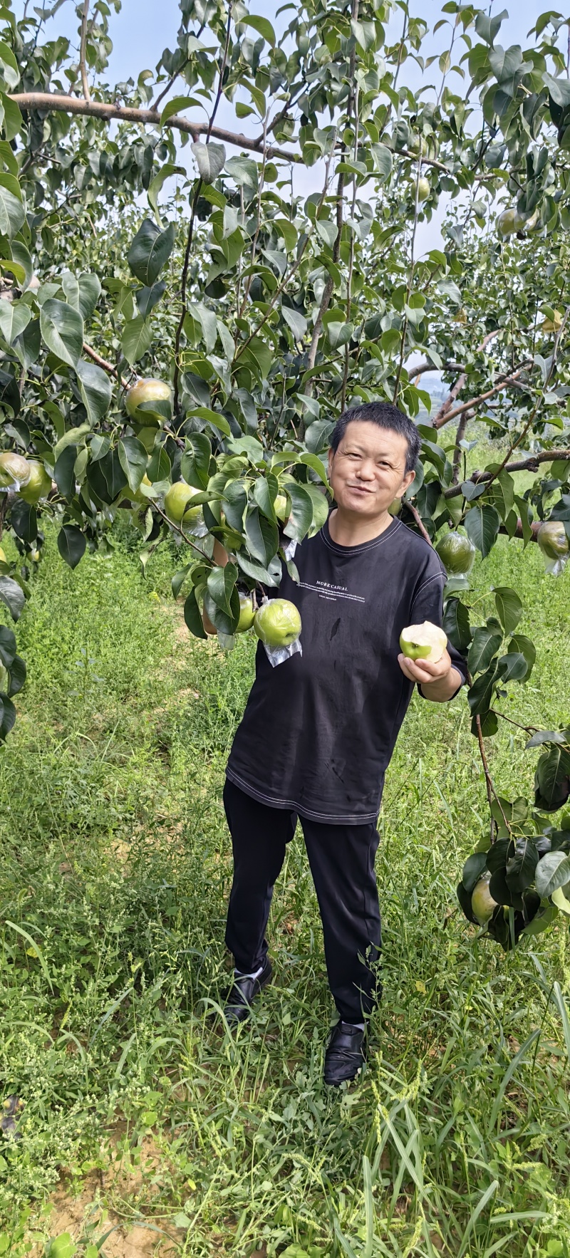 玉露香梨苗