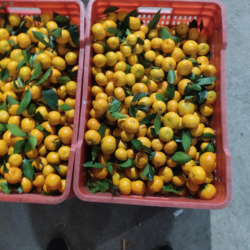 八月桔，颜色红度很好了货量充足，