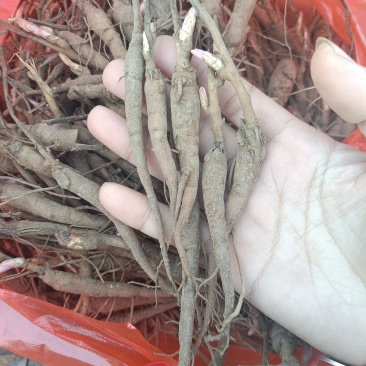 赤芍小苗有货，需要抓紧联系