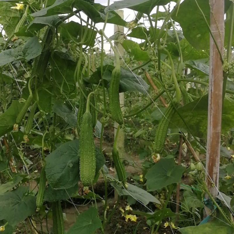 绿福大肉丝瓜种子，口感好，均匀一致，耐寒耐热，厂家直销