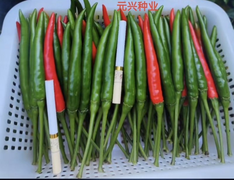 《推荐》长盛98大果型朝天椒种子，丰产抗病好管理厂家直销