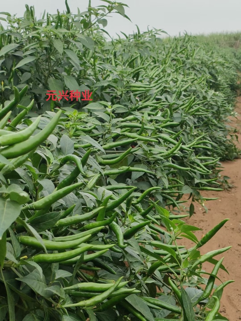 《推荐》长盛98大果型朝天椒种子，丰产抗病好管理厂家直销