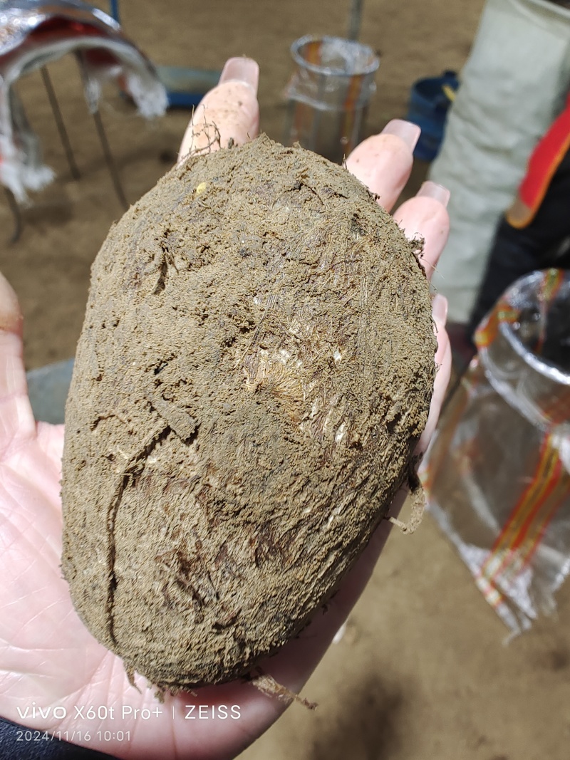 毛芋头8520系列现挖现装沙土地万亩毛芋头出货物美价廉