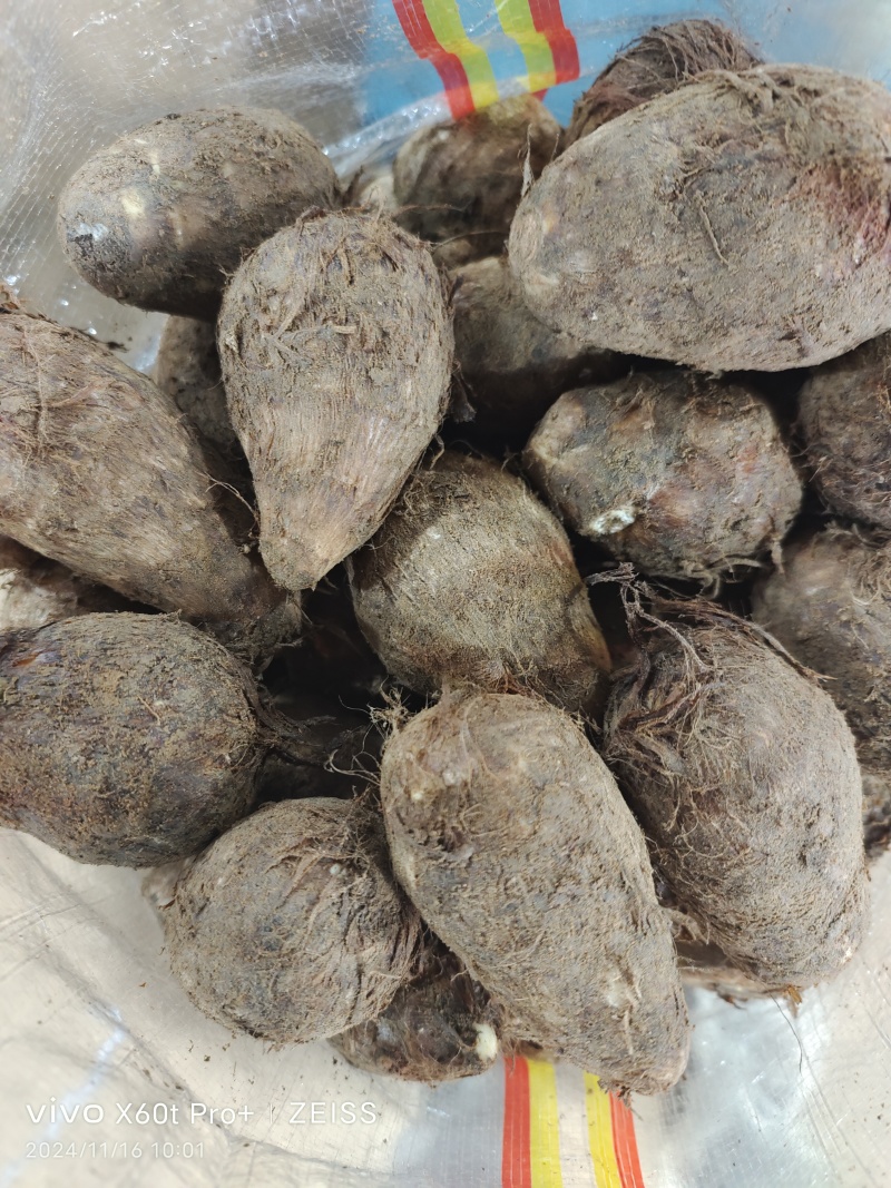 毛芋头8520系列现挖现装沙土地万亩毛芋头出货物美价廉