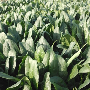 陆地波菜大量上市