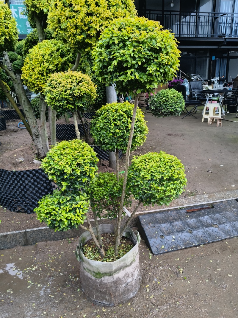 亮晶多头棒棒糖，基地有量，欢迎来一亩田订购