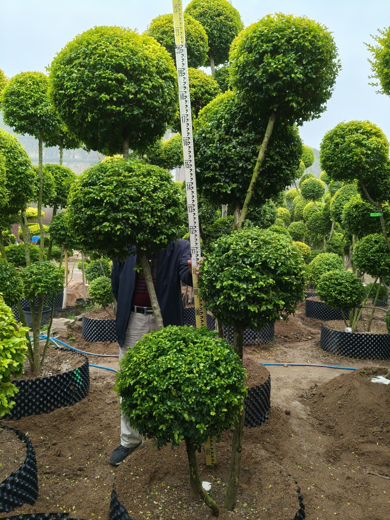 亮晶多头棒棒糖，基地有量，欢迎来一亩田订购