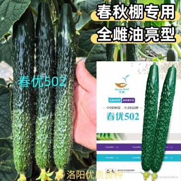 春优502黄瓜种子全雌油亮黑绿皮绿肉瓤顺直短把春秋棚黄瓜