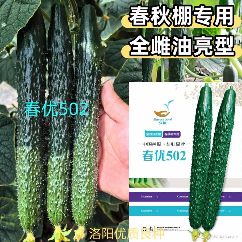 春优502黄瓜种子全雌油亮黑绿皮绿肉瓤顺直短把春秋棚黄瓜