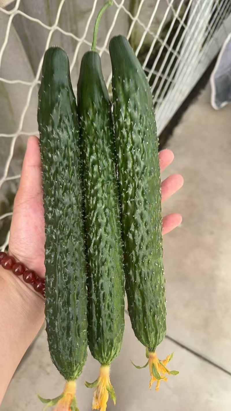 春优502黄瓜种子全雌油亮黑绿皮绿肉瓤顺直短把春秋棚黄瓜