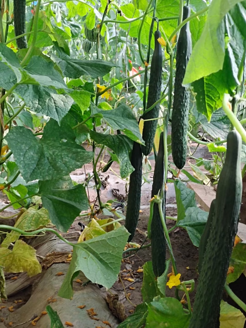 春优502黄瓜种子全雌油亮黑绿皮绿肉瓤顺直短把春秋棚黄瓜