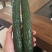春优502黄瓜种子全雌油亮黑绿皮绿肉瓤顺直短把春秋棚黄瓜