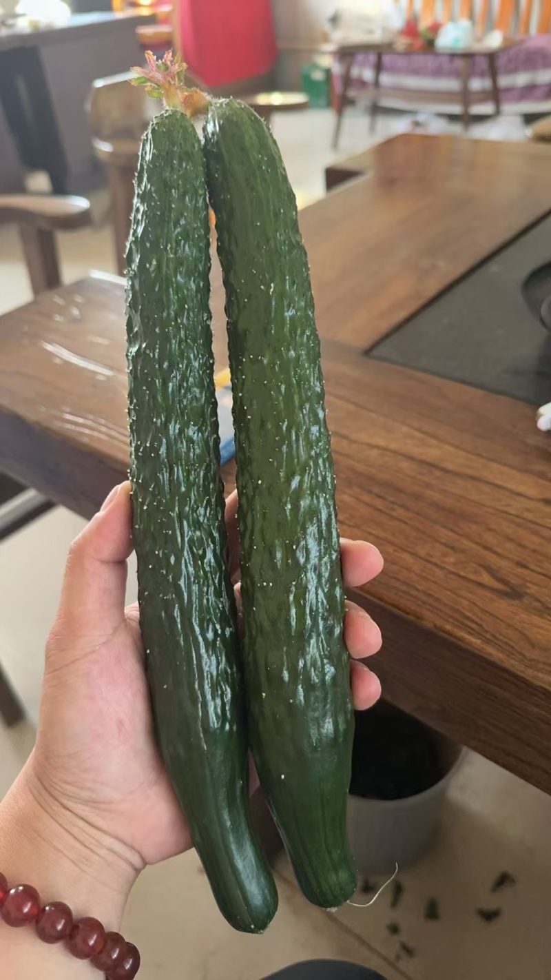春优502黄瓜种子全雌油亮黑绿皮绿肉瓤顺直短把春秋棚黄瓜