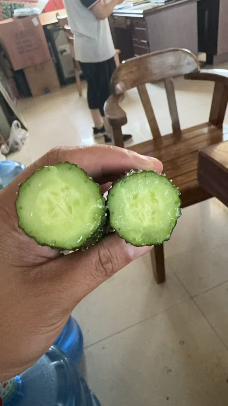 春优502黄瓜种子全雌油亮黑绿皮绿肉瓤顺直短把春秋棚黄瓜