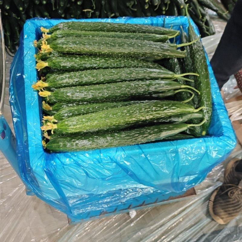 精品黄瓜大量上市