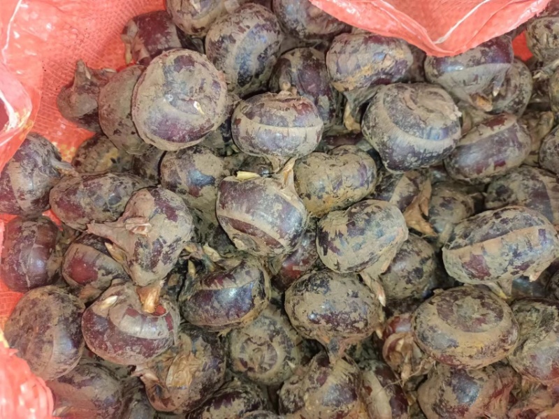 马蹄荸荠大量上市需要的可以行动了