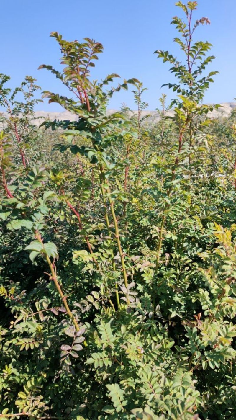 黄刺枚自己苗圃一手货源可长期供货价格优惠
