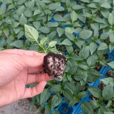 朝天椒苗辣椒苗簇生朝天椒苗基地直发寿光辣椒苗直发