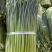 韭苔新鲜韭苔电商市场商超货源产地直发一手货源