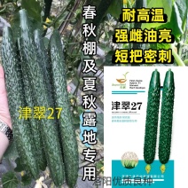 津翠27黄瓜种子夏秋耐热露地耐高温黑油亮密刺短把春棚黄瓜