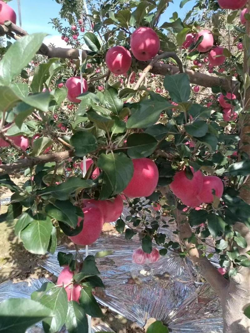 红玫瑰苹果