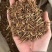 龙胆草实拍过筛货发货如图苦胆草现货