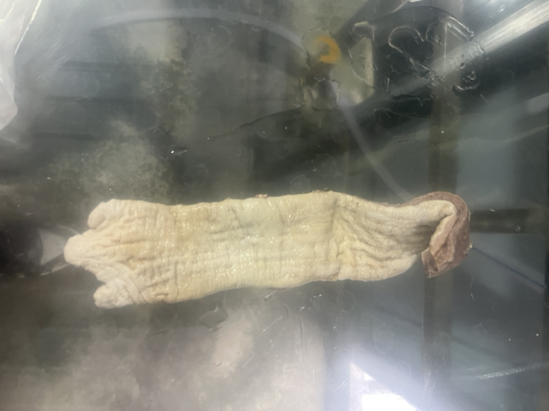 精修散肚，红肠，牛碗口