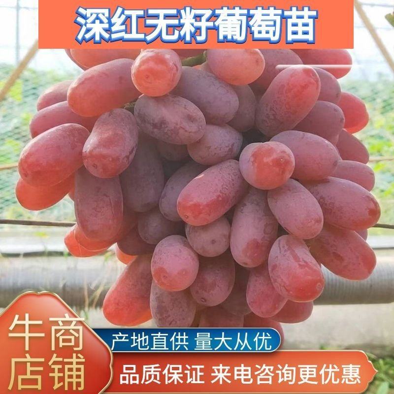 深红无籽葡萄苗，嫁接葡萄苗，南北方庭院盆栽基地直发