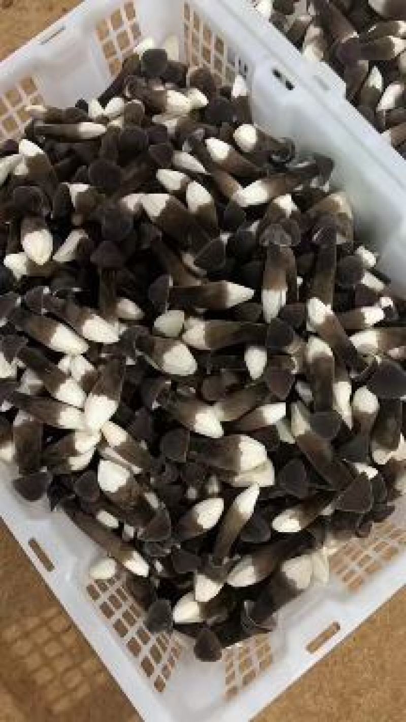 湖南永州，黑皮鸡枞菌种植基地，空调恒温大棚种植，常年种植