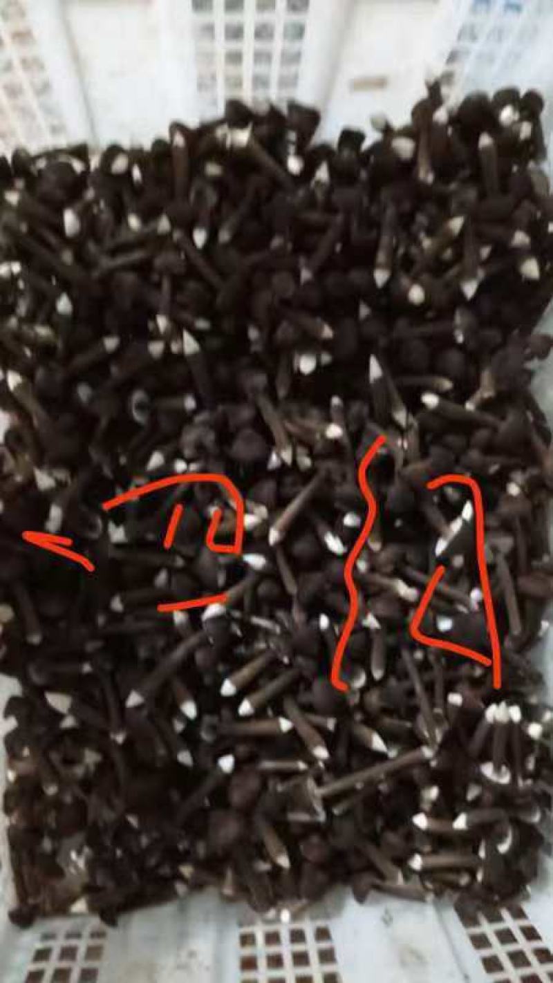 湖南永州，黑皮鸡枞菌种植基地，空调恒温大棚种植，常年种植