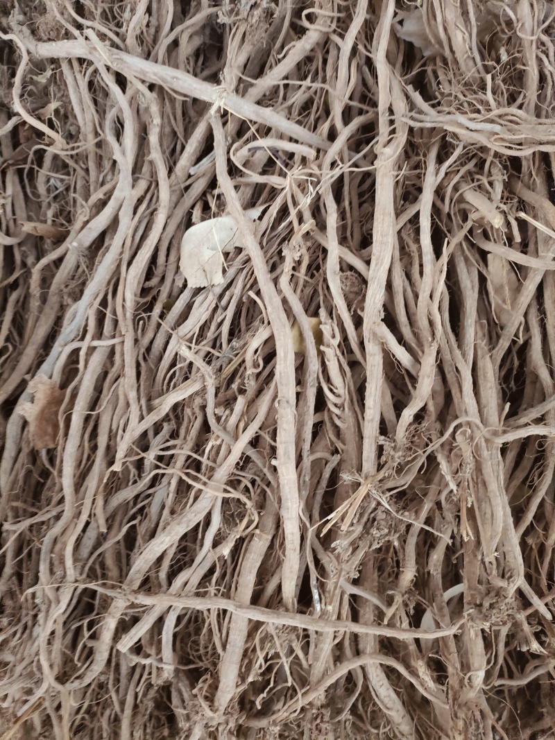 怀牛膝