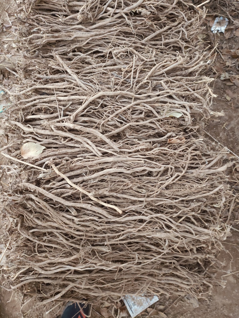 怀牛膝