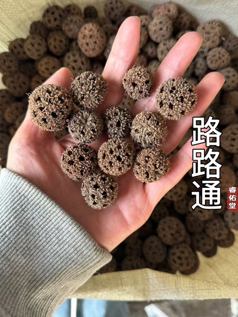 六六通路路通枫子球干货六六通无刺现货