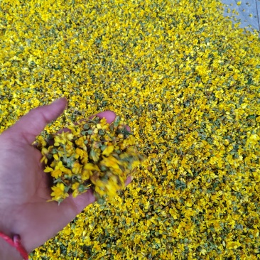 野菊花
