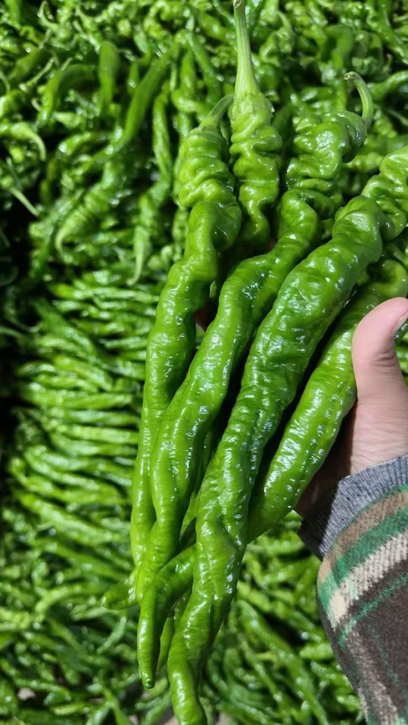 山东薄皮椒芜湖椒301尖椒螺丝椒对接电商市场商超
