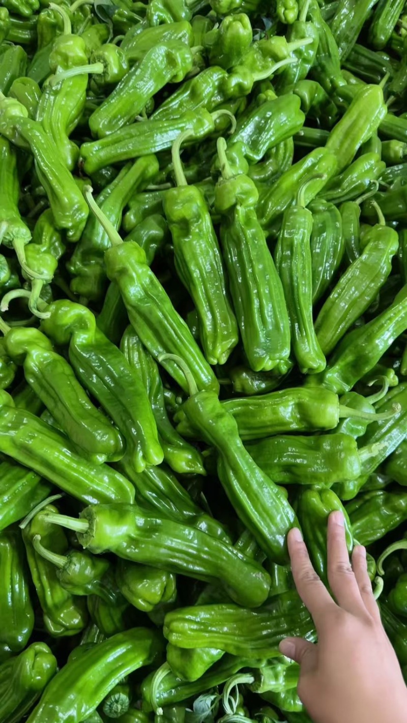 山东薄皮椒芜湖椒301尖椒螺丝椒对接电商市场商超