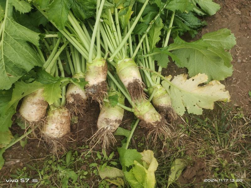 精品大头菜品质保证价格美丽欢迎来电洽谈