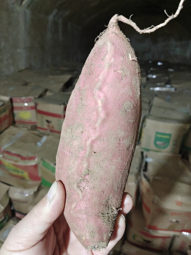 山东烟台烟薯25烤红薯烤块蜜薯西瓜红板栗薯玛莎莉哈密薯