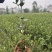 （包邮）基地直发高产嫁接油茶苗长林系列品种齐全质量保证