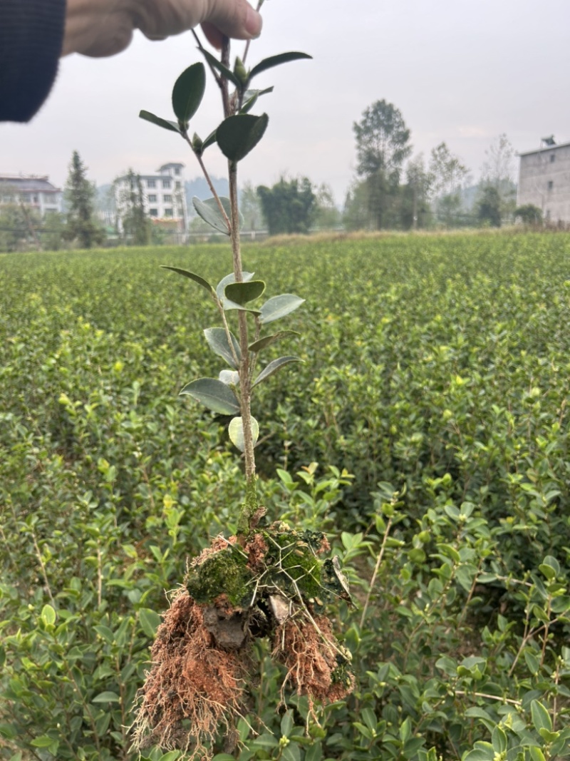 （包邮）基地直发高产嫁接油茶苗长林系列品种齐全质量保证